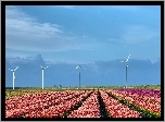 Holandia, Wiatraki, Tulipany