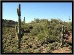 Pustynia, Wickenburg, Arizona