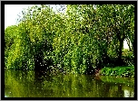 Wierzby, Jezioro, Odbicie, Wiosna
