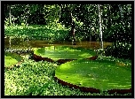 Wiktoria, Królewska
