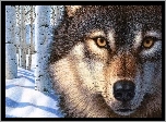 Wilk, Zima