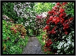 Wiosna, Park, Aleja, Rododendrony