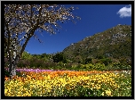 Wiosna, Wzgórza, Ogród, Botaniczny, Kirstenbosch