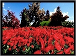 Wiosna, Par, Czerwone, Tulipany