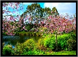 Wiosna, Park, Staw, Kwitnące, Drzewa, Obłoki