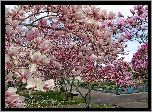 Wiosna, Park, Kwitnąca, Magnolia