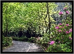 Wiosna, Las, Droga, Kwitnące, Rododendrony