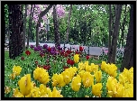 Wiosna, Park, Droga, Kwitnące, Tulipany