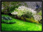 Wiosna, Park, Kwitnące, Drzewa