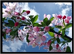 Wiosna, Kwiaty Wiśni, Drzewo Owocowe, Niebo