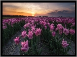 Wiosna, Zachód słońca, Plantacja, Tulipany