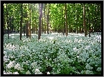 Wiosna, Las, Białe, Kwiaty, Promienie, Słońca