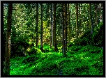 Wiosna, Las, Przebijające Światło