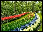 Wiosna, Park, Hiacynty, Tulipany, Spacerowicze