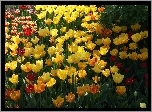 Wiosna, Kwiaty, Tulipany, Ogród