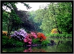 Wiosna, Park, Woda, Rododendrony