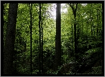Wiosna, Las, Zieleń, Drzewa