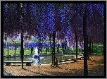 Park, Wisteria, Fontanna