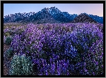 Stany Zjednoczone, Kalifornia, Alabama Hills, Mount Withney, Góry, Rośliny, Kwiaty, Łubin