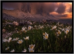 Włochy, Dolomity, Góry, Masyw Tre Cime di Lavaredo, Ciemne, Chmury, Białe, Kwiaty, Łąka