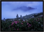 Mgła, Dolina Val Gardena, Różaneczniki, Skały, Drzewa, Góry, Dolomity, Włochy