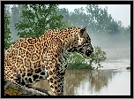 Jaguar, Woda, Mgła