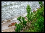 Morze, Woda, Fale, Wybrzeże, Plaża, Rośliny, HDR