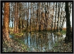 Woda, Drzewa, Liście, Jesień, Trawa, Odbicie