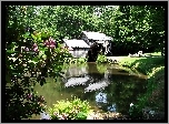 Młyn, Wodny, Staw, Łąka, Drzewa, Kwitnące, Rododendrony