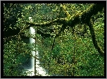 Wodospad, Oregon, Bujna, Roślinność