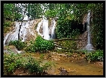 Las, Wodospad, Paprocie