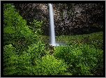 Wodospad, Skała, Roślinność, Paprocie, Rezerwat przyrody, Columbia River Gorge, Stan Waszyngton, Stany Zjednoczone