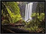 Wodospad, Hopetoun Falls, Paprocie, Kłody, Skała, Park Narodowy Great Otway, Stan Wiktoria, Australia
