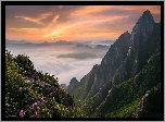Góry Wolchulsan, Park Narodowy Wolchulsan, Prowincja Jeolla Południowa, Korea Południowa, Mgła, Kwiaty, Wschód słońca
