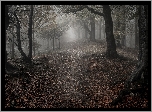 Anglia, Hrabstwo Worcestershire, Wzgórza Clent Hills, Jesień, Las, Mgła, Zmierzch, Ścieżka