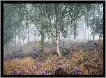 Anglia, Park Narodowy Peak District, Wrzosowisko, Wrzos, Drzewa, Brzozy, Mgła