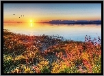 Wschód, Słońca, Jezioro, Klucz, Ptaków