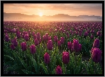 Pole, Plantacja, Tulipany, Wschód słońca, Mgła, AI