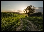 Wschód słońca, Droga, Wiosna, Drzewo