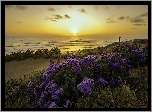 Wybrzeże, Plaża, Kwiaty, Morze, Wschód, Słońca