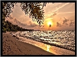 Wybrzeże, Plaża, Palmy, Żaglówki, Zachód, Słońca