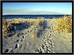 Morze, Wydmy, Trawy