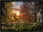 Park, Ogród, Wyspa Mainau, Badenia-Wirtembergia, Niemcy, Kwiaty, Drzewa, Wschód słońca
