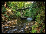 Wielka Brytania, Rzeka River Neb, Wyspa Man, Most, Jesień, Drzewa, Liście, Roślinność