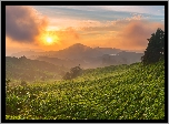 Wzgórza, Plantacja herbaty, Drzewa, Wschód słońca, Mgła, Chmury, Cameron Highlands, Stan Pahang, Malezja