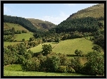 Wzgórza, Drzewa