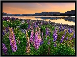 Nowa Zelandia, Jezioro Tekapo, Łubin, Zachód słońca, Kamienie, Wzgórza