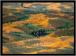 Wzgórza, Drzewa, Pola, Steptoe Butte State Park, Region Palouse, Stan Waszyngton, Stany Zjednoczone