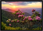 Kwitnący, Różanecznik, Zalesione, Wzgórza, Góry, Zachód słońca