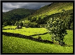 Dolina Swaledale, Park Narodowy Yorkshire Dales, Anglia, Góry, Łąka, Drzewa, Kamienne, Murki, Budynki, Owce